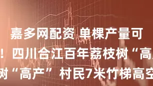 嘉多网配资 单棵产量可达800斤！四川合江百年荔枝树“高产” 村民7米竹梯高空采荔忙
